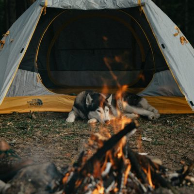 pexels-igor-cibulsky-75306089-8585572